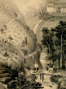 Tea Garden in China