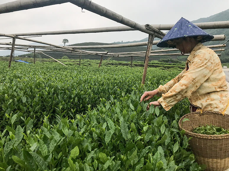 Picking tea in a Chinese tea garden